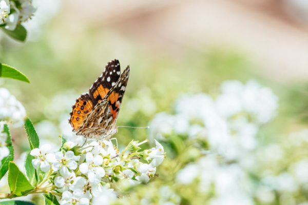 Butterflies and flowers Butterflies and flowers